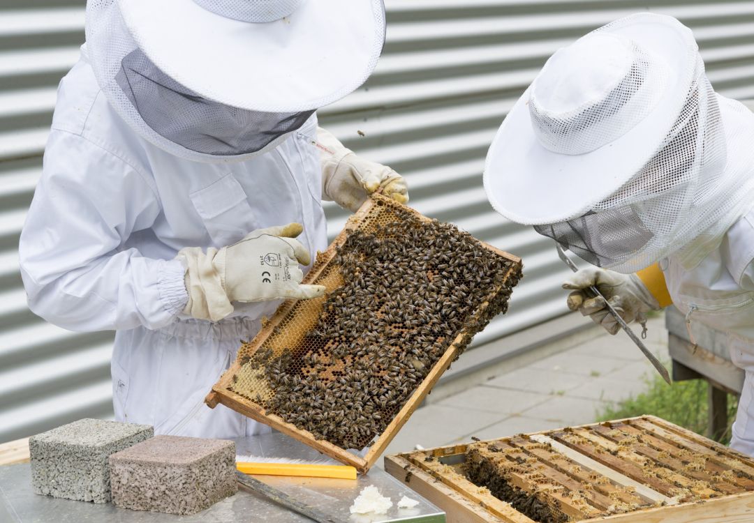 Wie man vergiftete Bienen erkennen kann