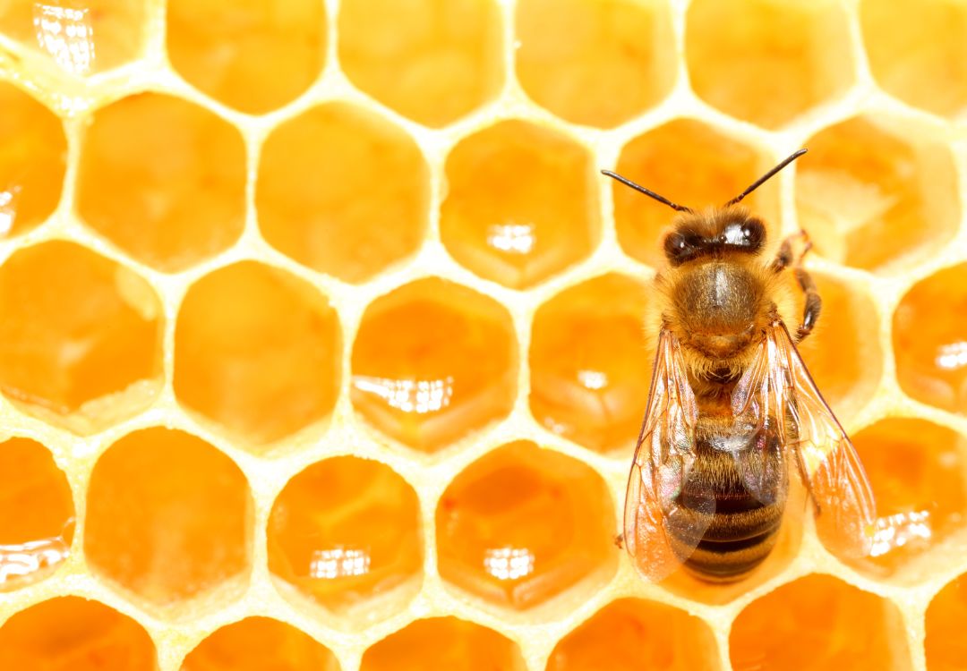 Wie Bienen Honig machen: Einfach erklärt