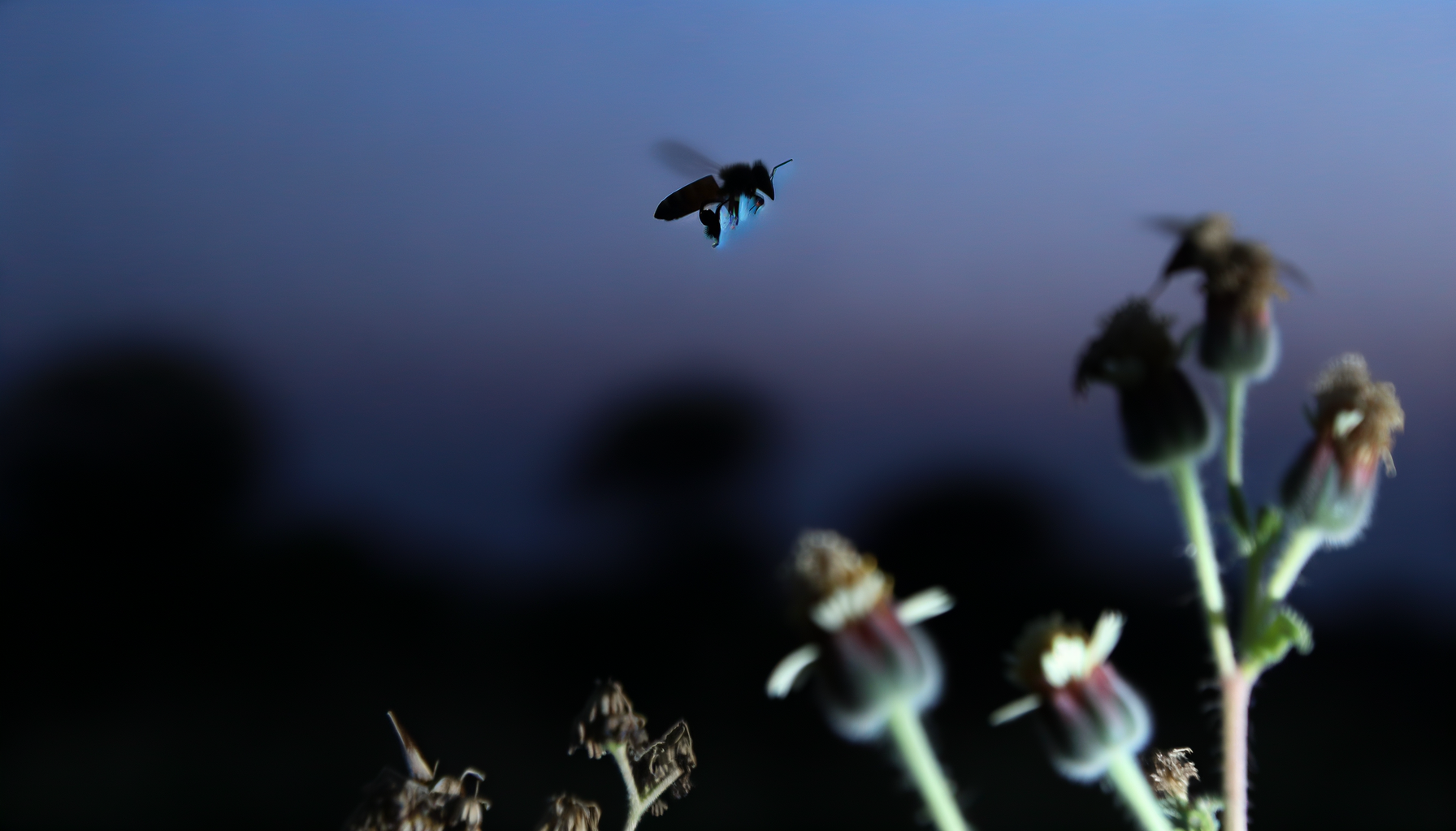 Fliegen Bienen im Dunkeln? Entdecke die nächtlichen Geheimnisse unseres summenden Freundes!
